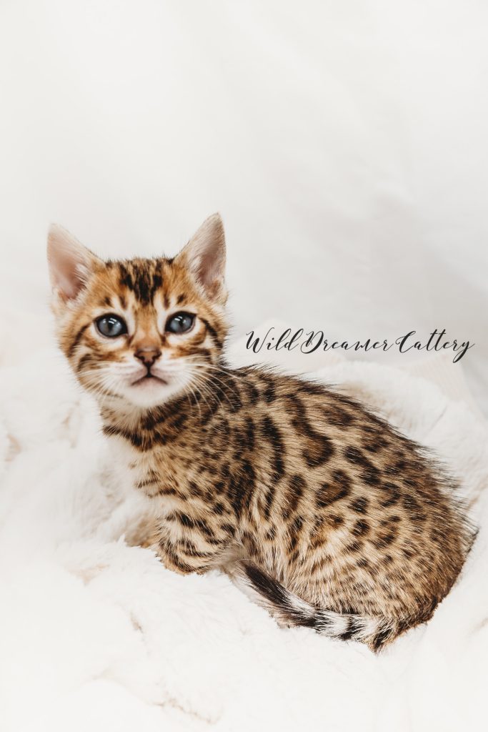  | Wild Dreamer Cattery