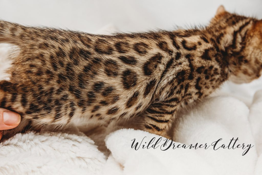 Pattern of the Brown Bengal Color | Wild Dreamer Cattery