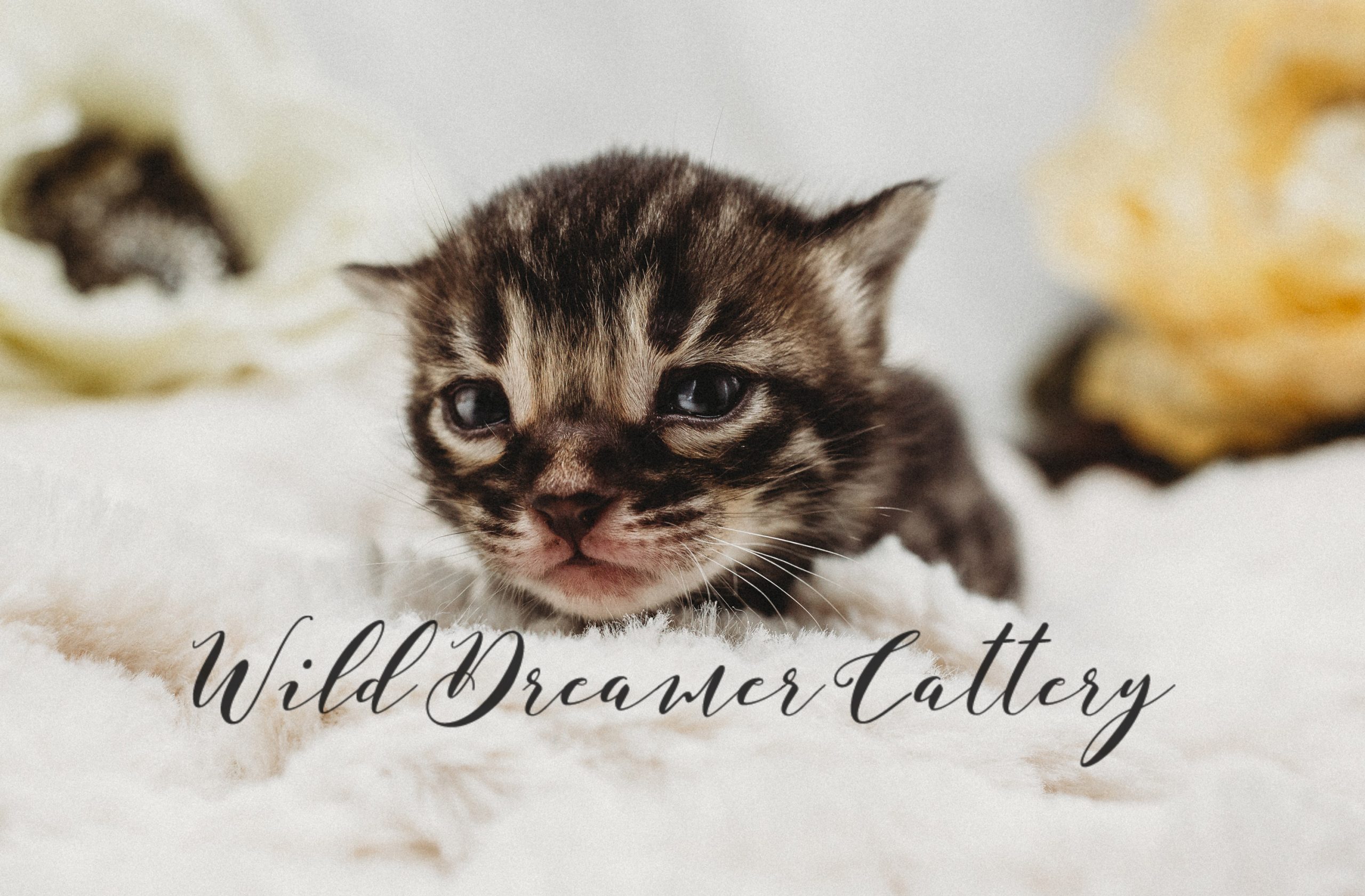  | Wild Dreamer Cattery