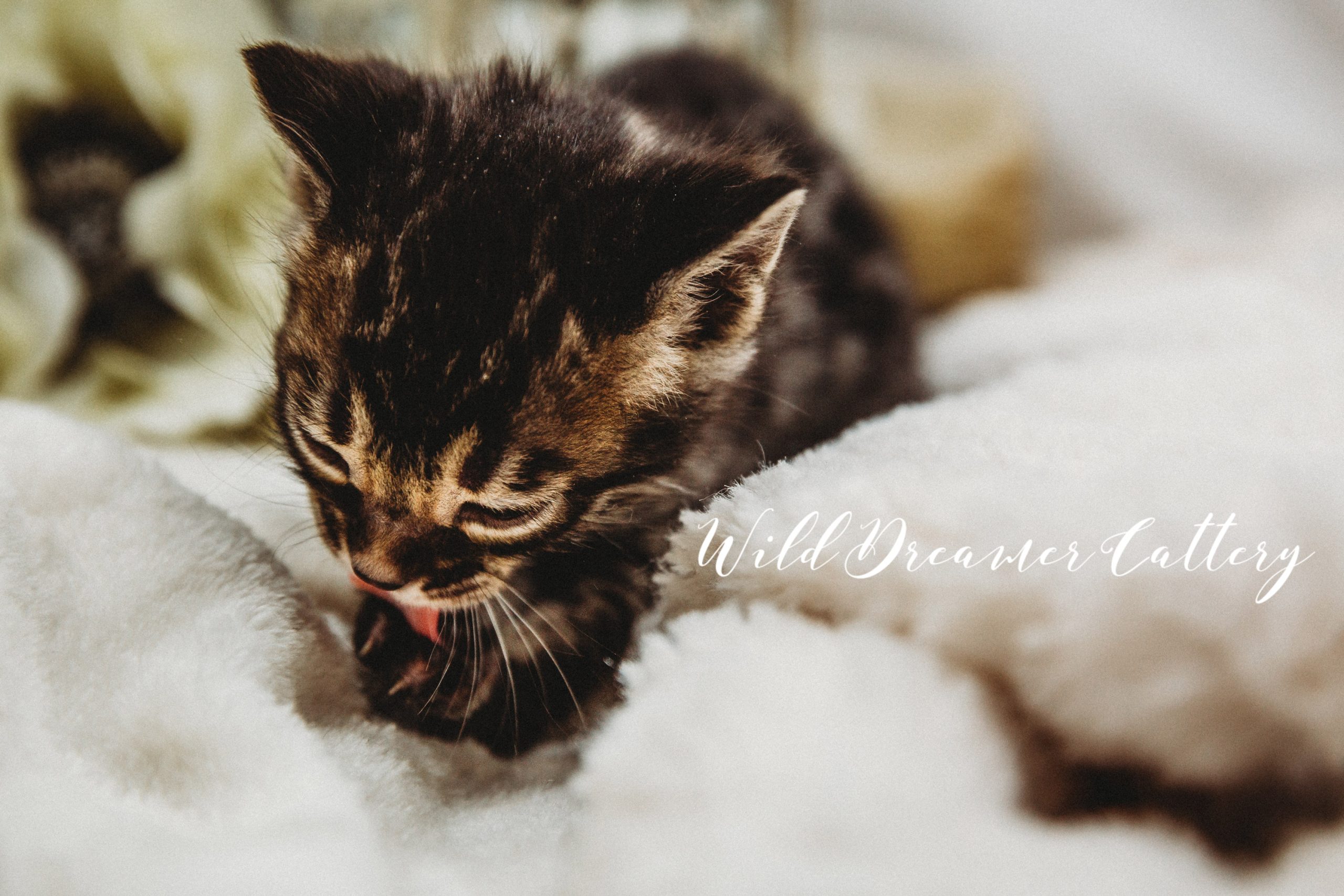  | Wild Dreamer Cattery