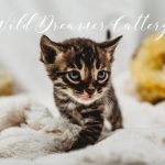 Dark Charcoal Bengal Cat | Wild Dreamer Cattery | Wild Dreamer Cattery