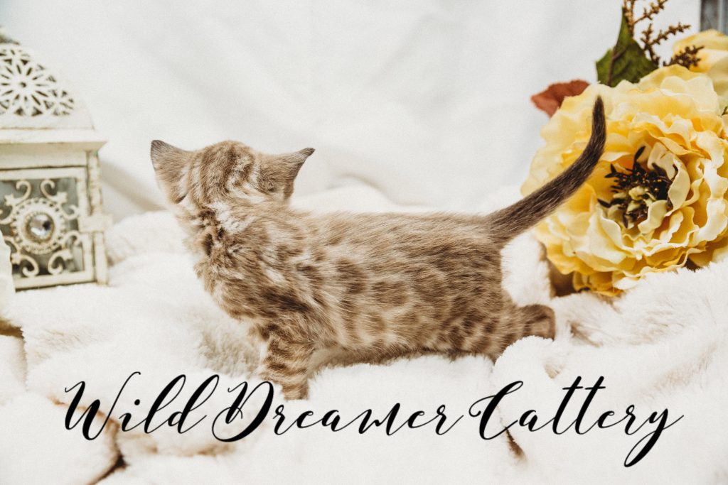  | Wild Dreamer Cattery
