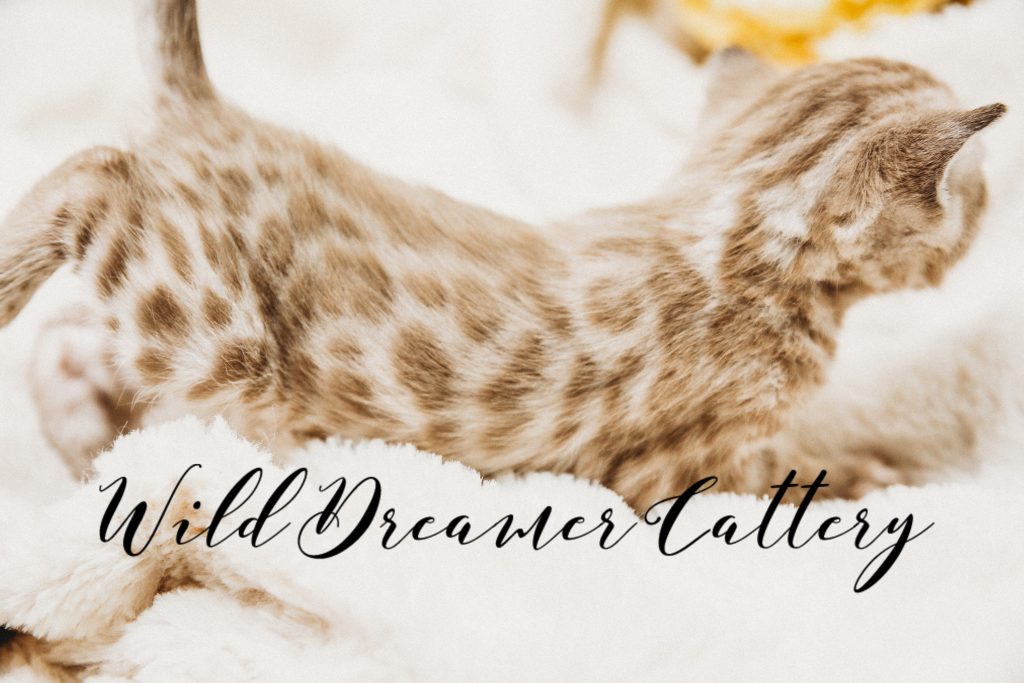  | Wild Dreamer Cattery