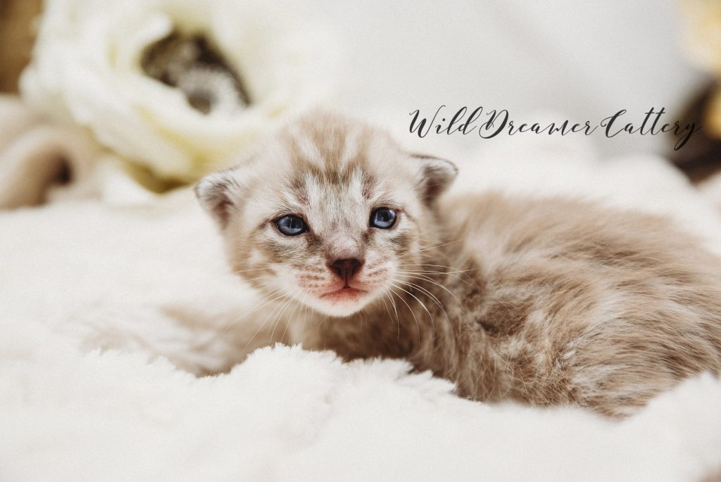 cute-bengal-kitten | Wild Dreamer Cattery