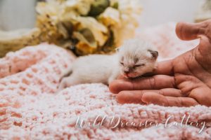 White Bengal at 10 day old | Wild Dreamer Cattery