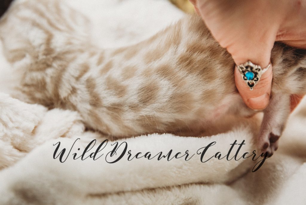 pattern-silver-bengal-mink | Wild Dreamer Cattery