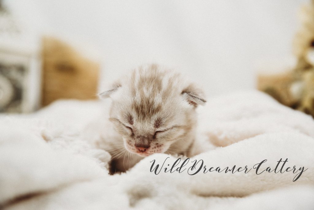 Silver-mink-bengal-01 | Wild Dreamer Cattery