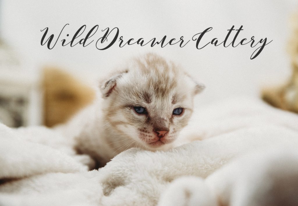 silver-mink-bengal-05 | Wild Dreamer Cattery