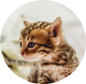 Wild Dreamer Bengal Cat | Wild Dreamer Cattery | Wild Dreamer Cattery