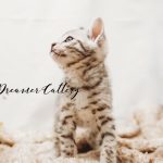 Silver Bengal Kitten-02 | Wild Dreamer Cattery | Wild Dreamer Cattery
