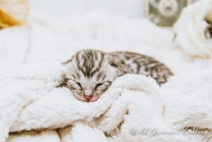 Silver-bengal-kitten-newborn | Wild Dreamer Cattery
