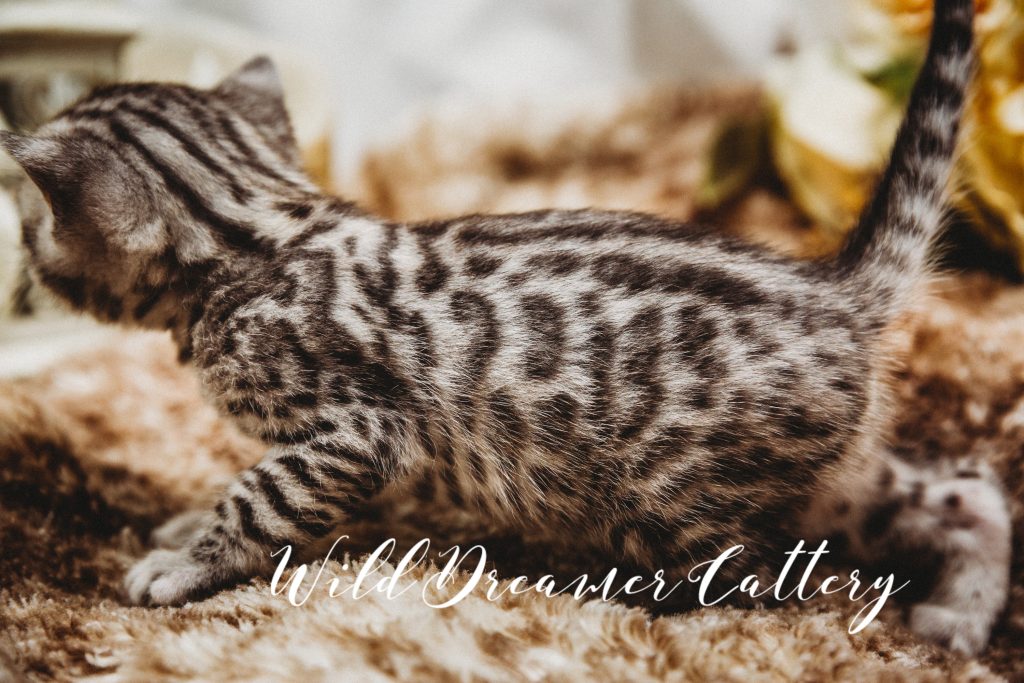 Silver Bengal Kitten for Sale in Michigan | Wild Dreamer Cattery
