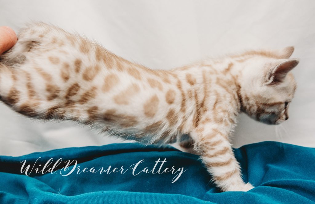  | Wild Dreamer Cattery