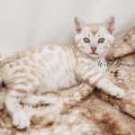 Silver snow mink kitten | Wild Dreamer Cattery | Wild Dreamer Cattery