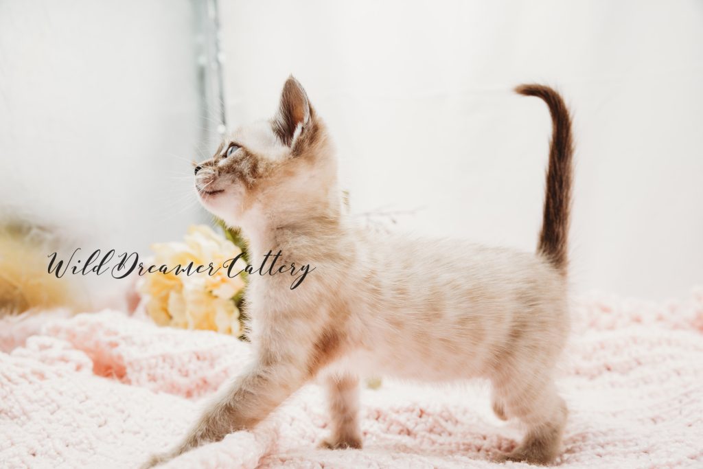 white bengal cat | Wild Dreamer Cattery | Wild Dreamer Cattery