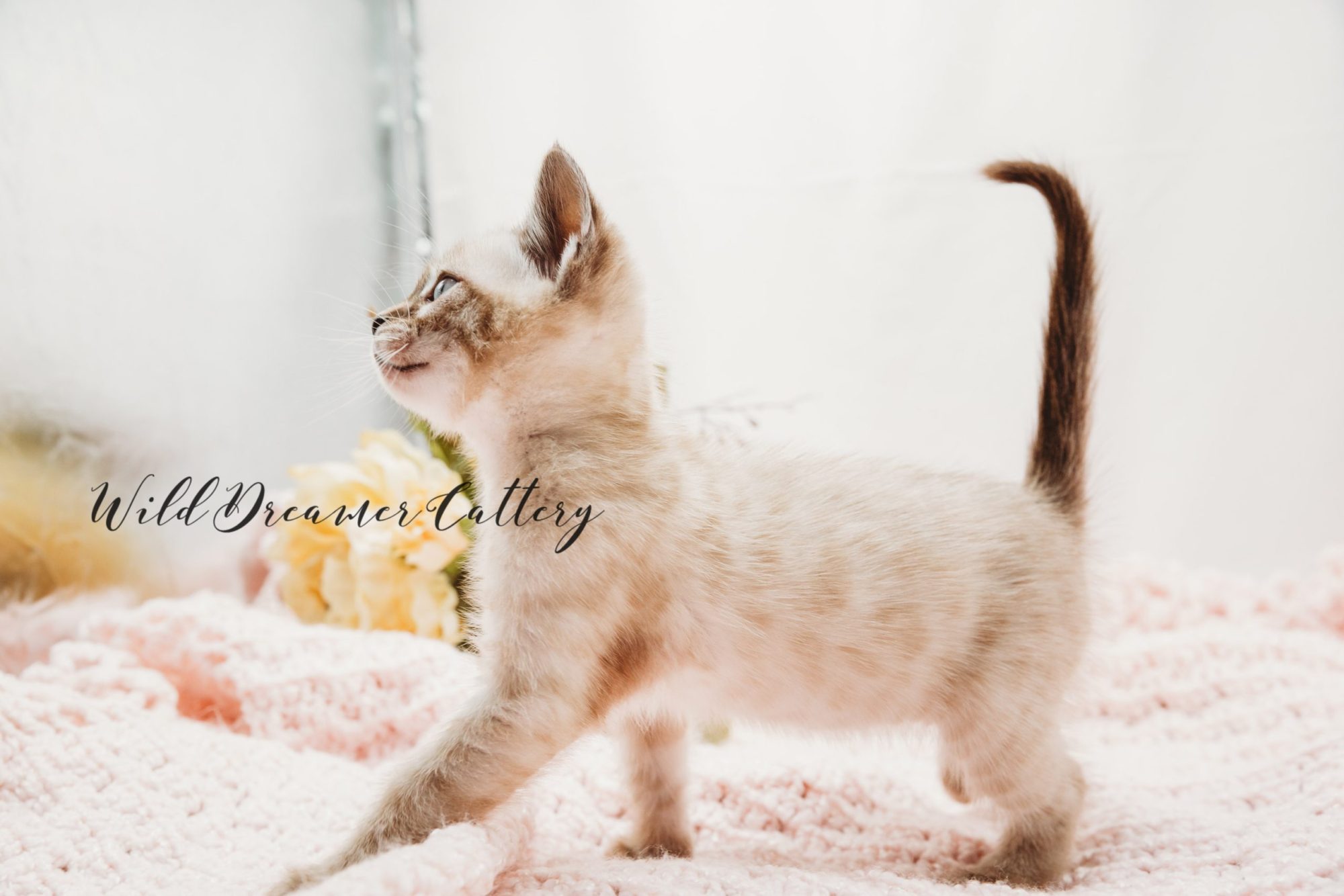 The Snow White Bengal Cat Wild Dreamer Cattery
