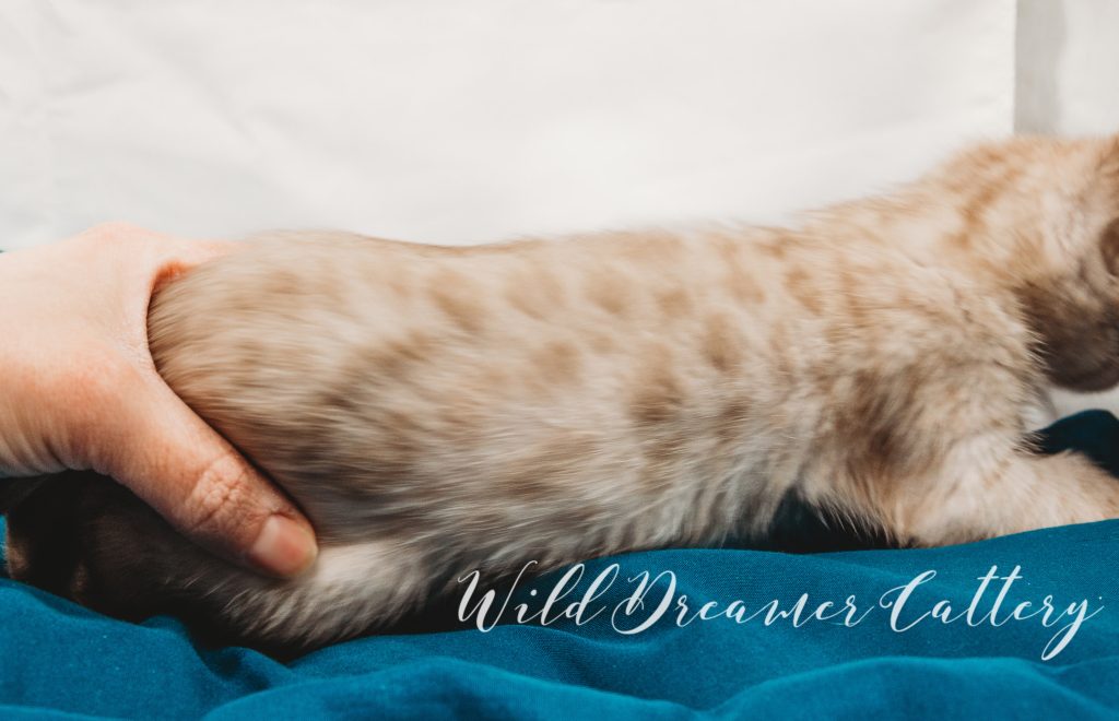  | Wild Dreamer Cattery