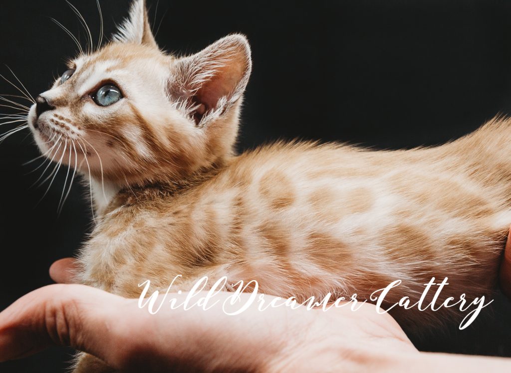 Bengal cat snow mink breeder | Wild Dreamer Cattery