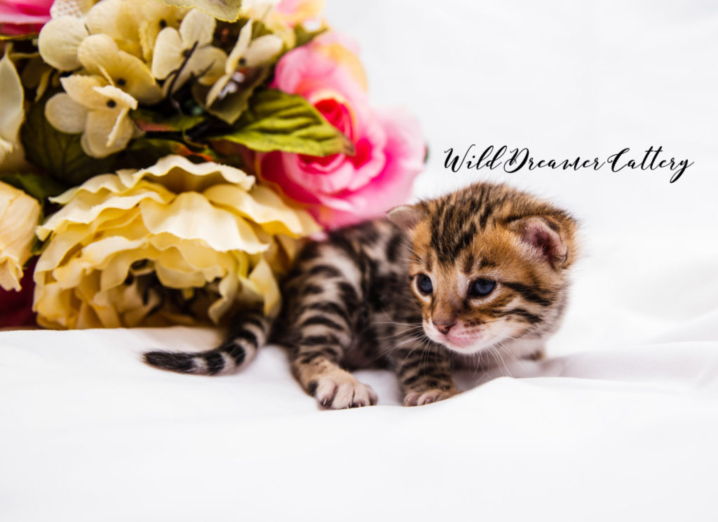 Bengal kitten with flowers | Wild Dreamer Cattery