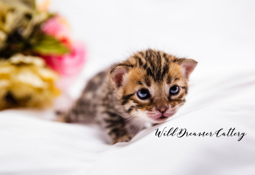 brown bengal kitten in the suburbs of Detroit | Wild Dreamer Cattery