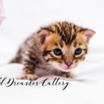 cute face of Brown Bengal kitten | Wild Dreamer Cattery | Wild Dreamer Cattery