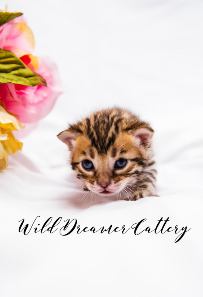  | Wild Dreamer Cattery