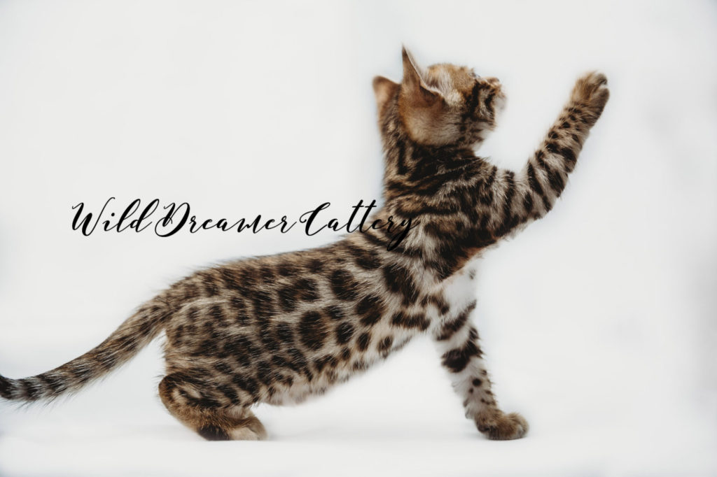 pattern of a Brown Bengal kitten | Wild Dreamer Cattery