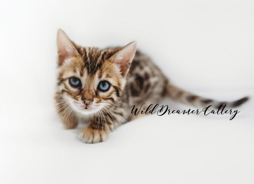 Brown Bengal Kitten in Grand Rapids | Wild Dreamer Cattery