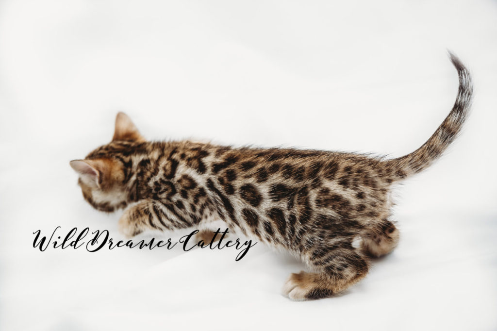  | Wild Dreamer Cattery