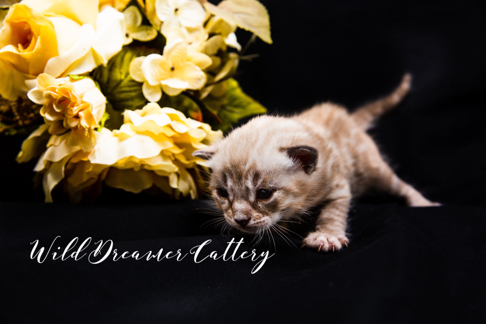 Detroit Mink Bengal Kitten | Wild Dreamer Cattery