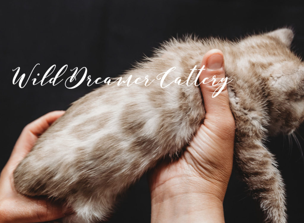  | Wild Dreamer Cattery