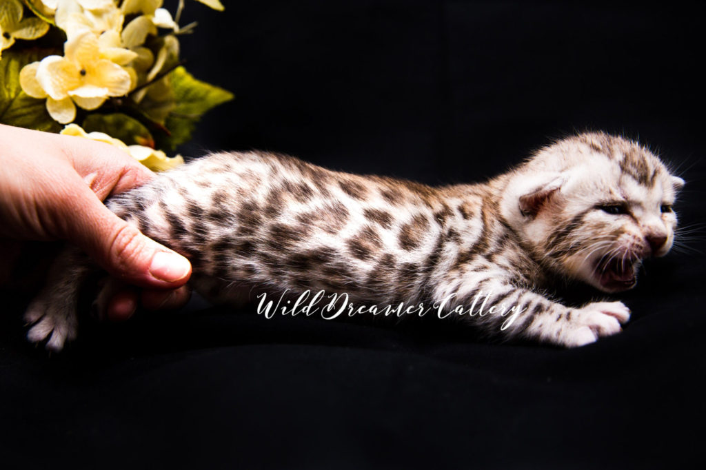 Silver-Bengal-Kitten-Detroit-(22-of-4)