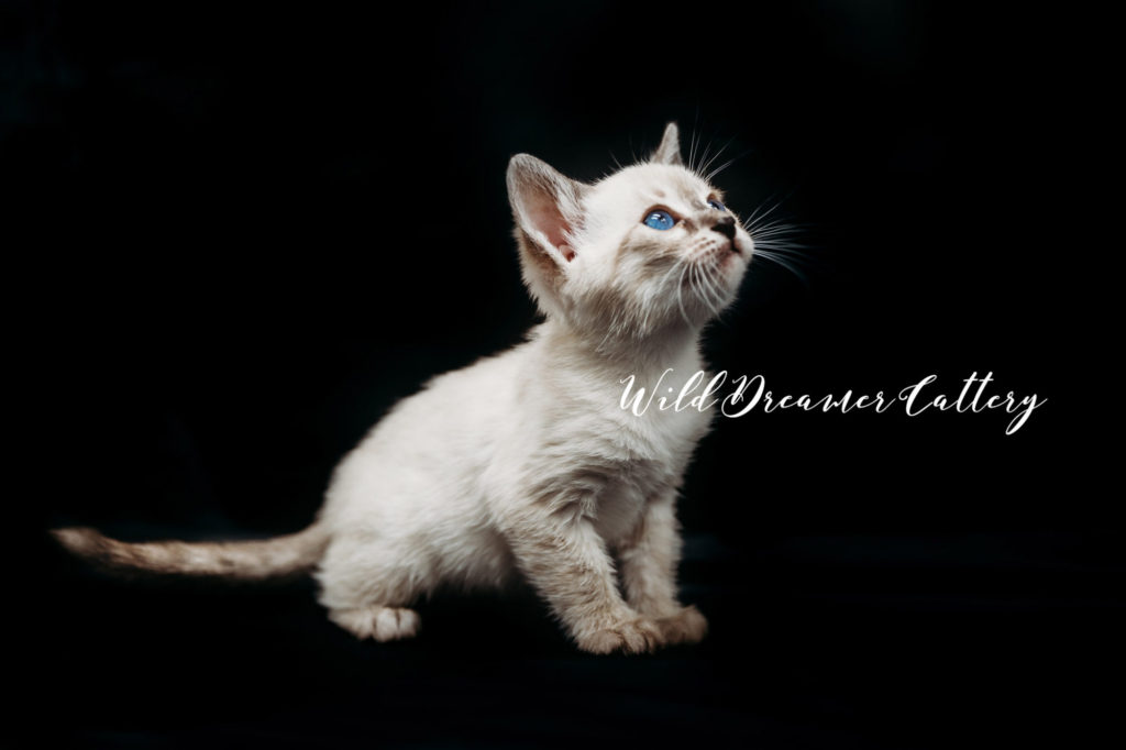  | Wild Dreamer Cattery