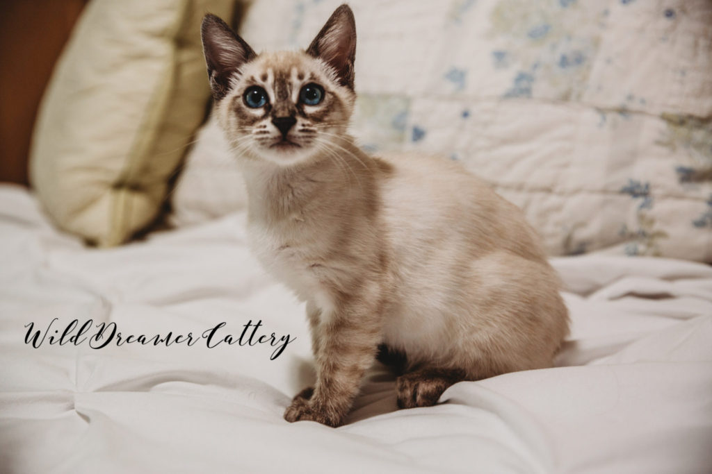 Snow-Bengal-Kitten-New-york | Wild Dreamer Cattery