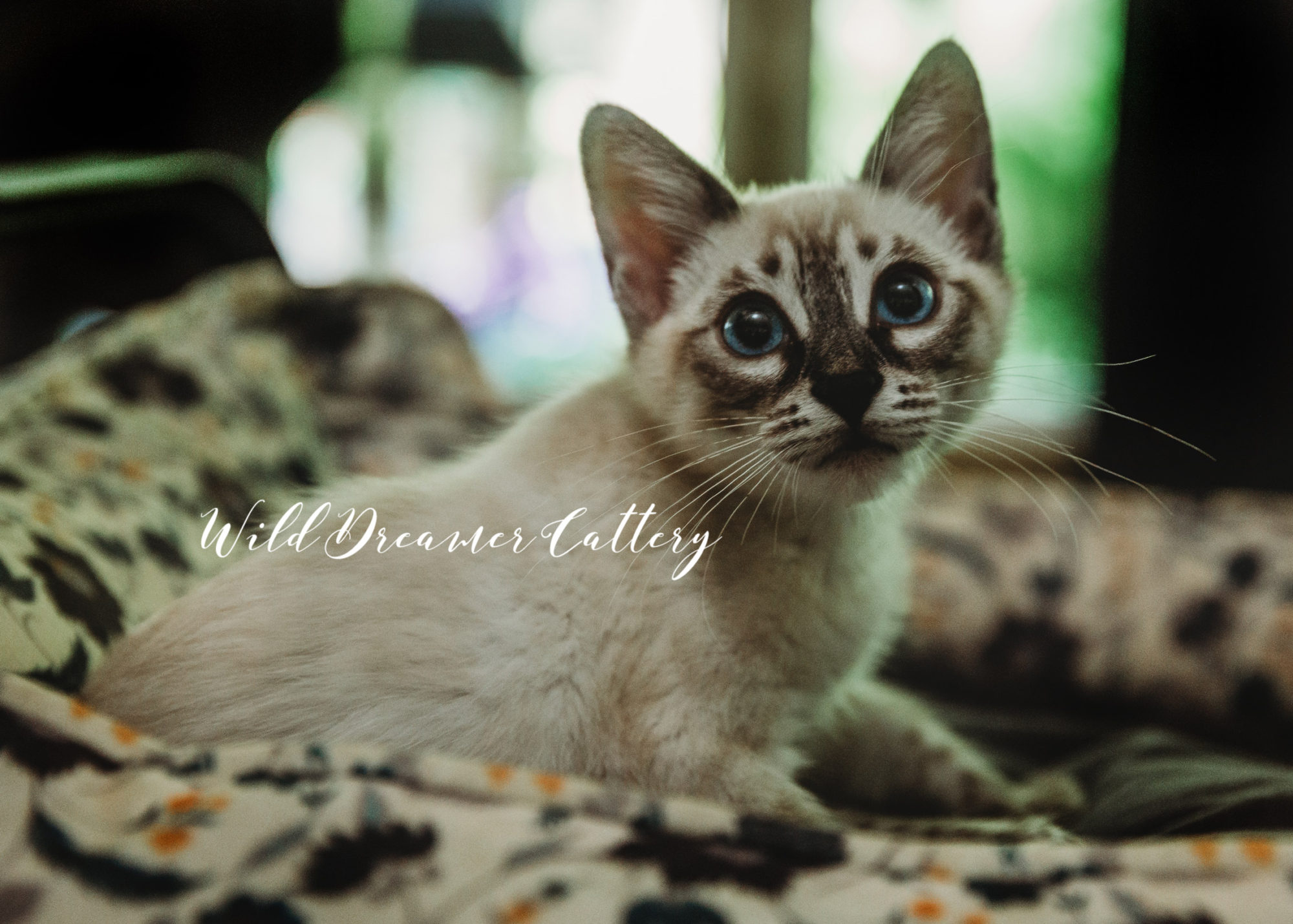 Snow-lynx-bengal-breeder-kitten | Wild Dreamer Cattery