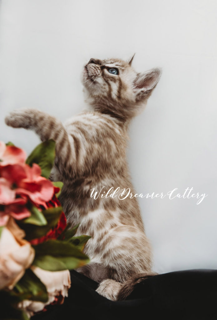  | Wild Dreamer Cattery