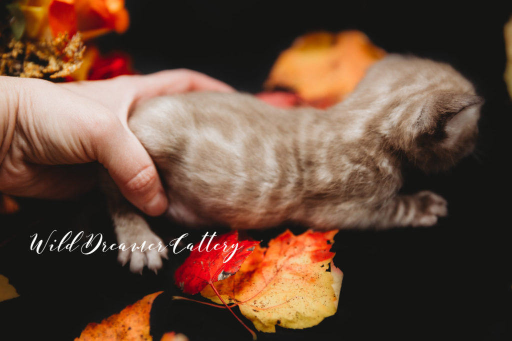 Mink Bengal kitten in Miami, FL USA | Wild Dreamer Cattery