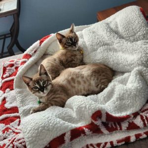 326355277_714339626866843_3054029009205996652_n | | Wild Dreamer Cattery