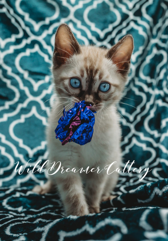  | Wild Dreamer Cattery