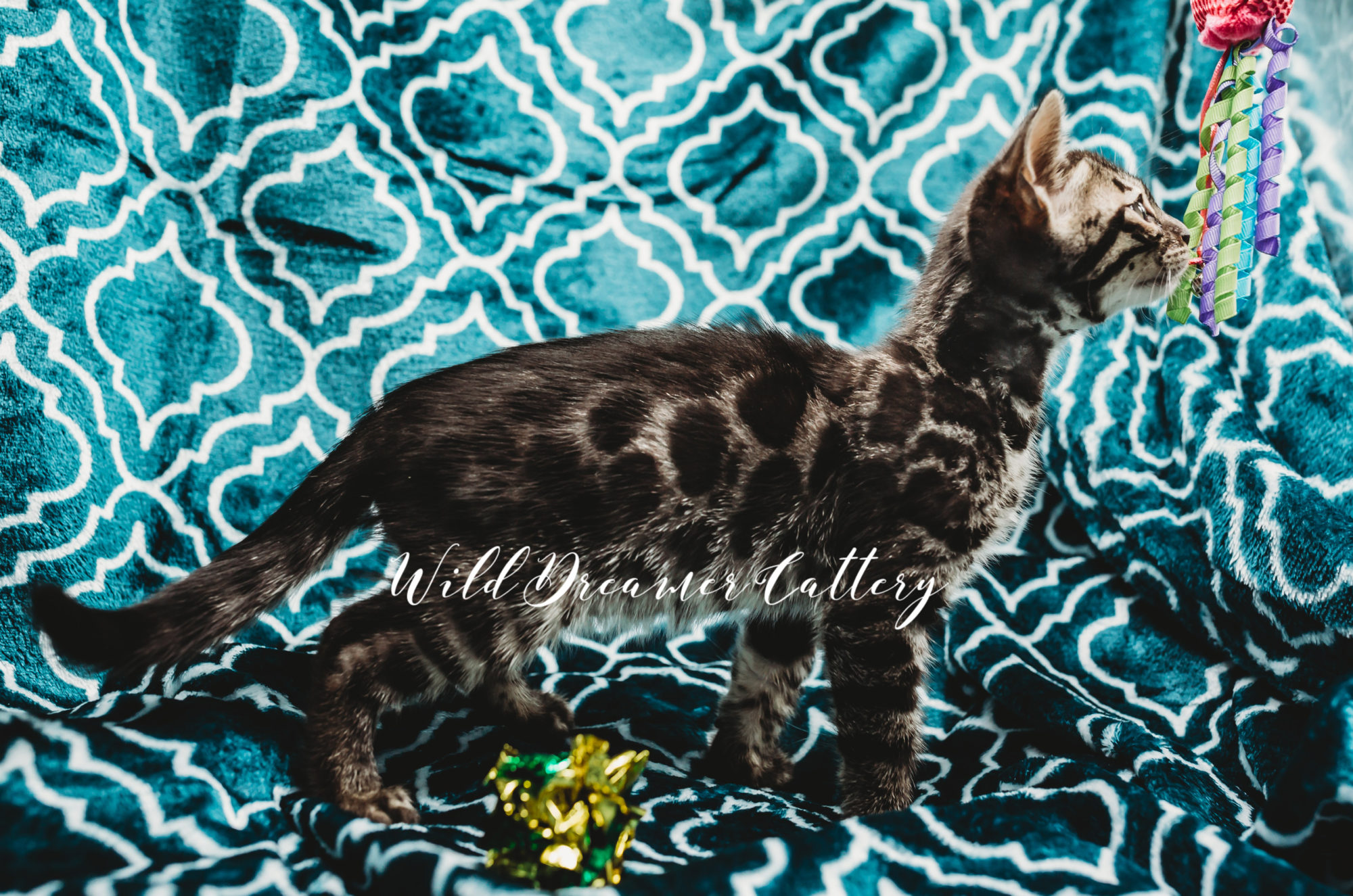 spots of the bengal kitten in Detroit, Mi | Wild Dreamer Cattery