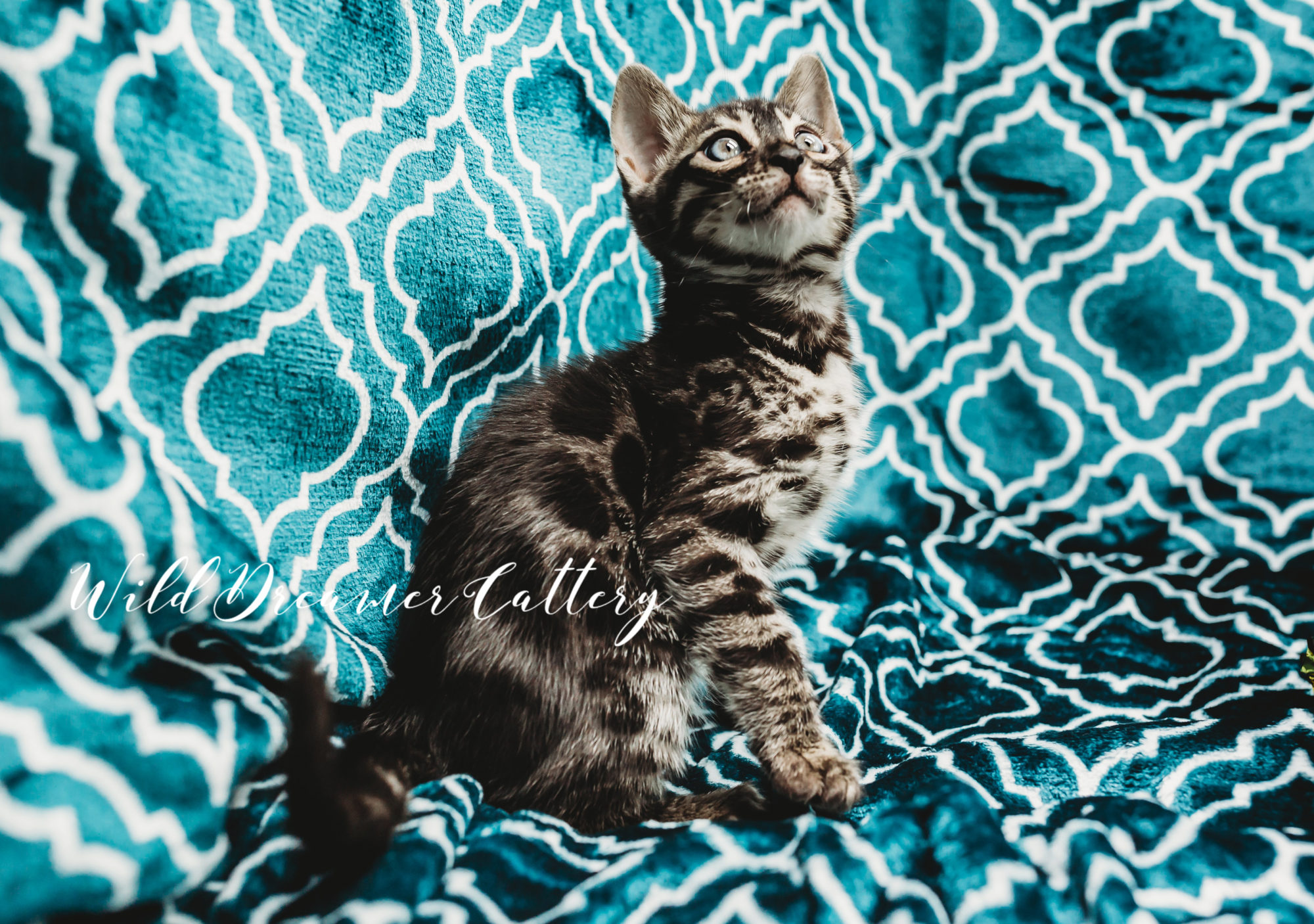 tica cool charcoal brown bengal kitten | Wild Dreamer Cattery