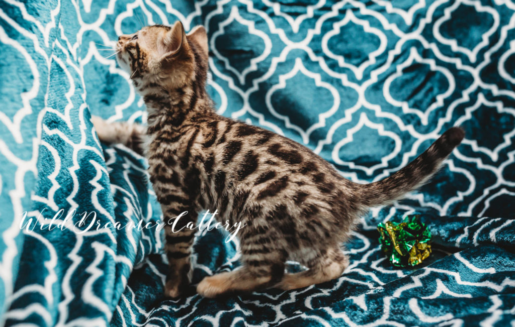 spotted Bengal cat smol | Wild Dreamer Cattery