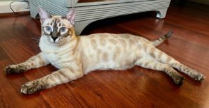 bengal-cat-richmond-VA-1 | Bengal near me Richmond, VA Bengal near me Richmond, VA