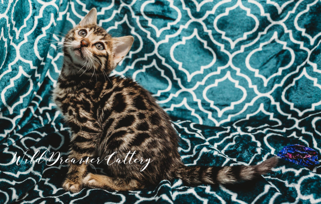 brown bengal cats of Michigan | Wild Dreamer Cattery