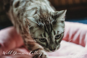 full size adult Bengal cat | Wild Dreamer Cattery