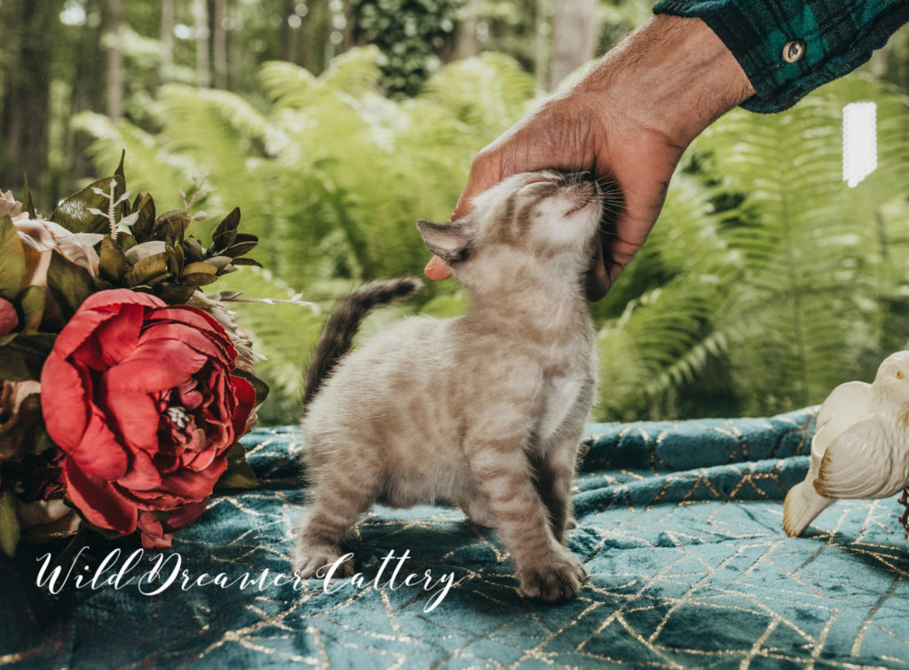 Lynx Bengal near me | Wild Dreamer Cattery