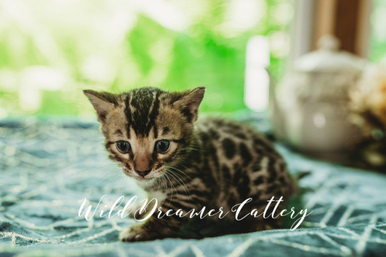 Currently reserved bengal kittens