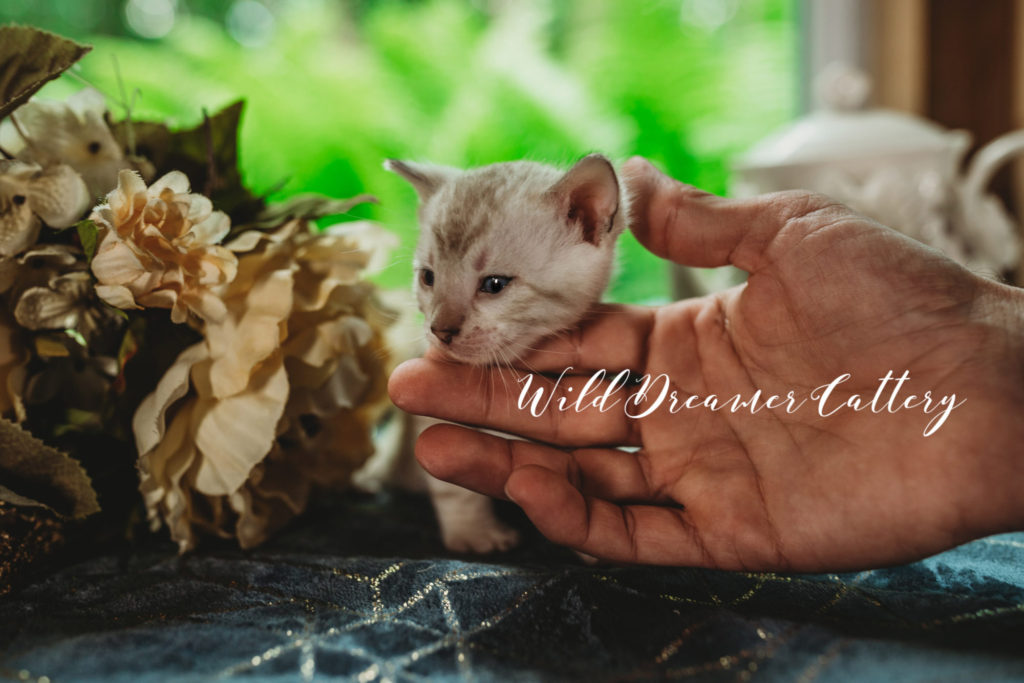 handsome white lynx male kitten