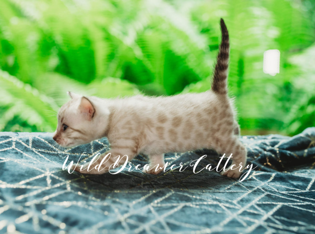 pattern on white male lynx kitten