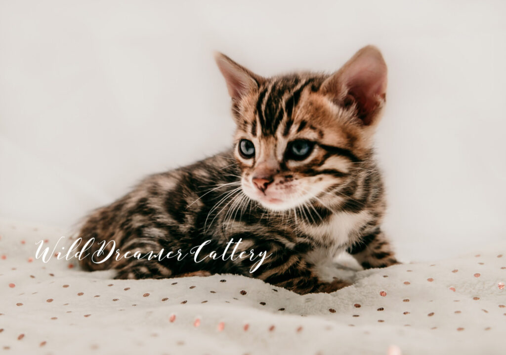 Bengals for sale in Royal Oak, MI | Wild Dreamer Cattery